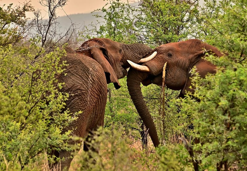 Wildlife Safari