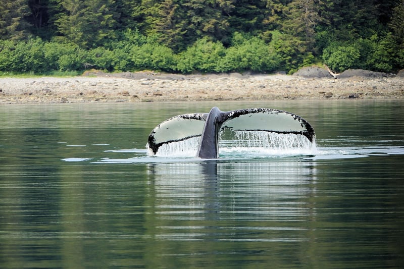 Icy Strait Point ZipRider in Alaska
